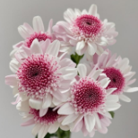 Stresa Rose-Red & White Bicolor Spray Chrysanthemum · Bicolor & Multi-Color
