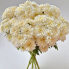 Summer Beach Sandy Champagne-Gold Spray Mum · Champagne, Peach & Apricot