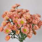 Tender Champagne Creamy Nude-Peach Spray Mum · Champagne, Peach & Apricot