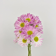 Tiger Stripe Bicolor Variegated Spray Chrysanthemum · Bicolor & Multi-Color
