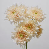 Vanilla Smoothie Creamy Custard-White Spray Mum · White & Cream