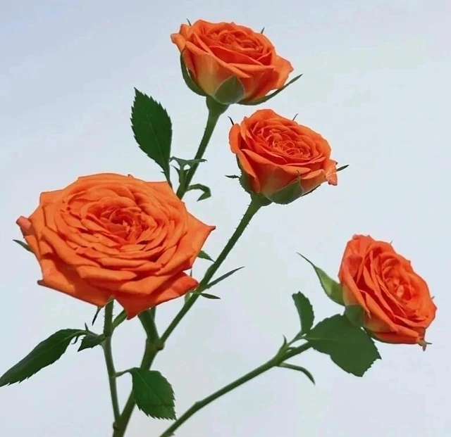 กุหลาบสเปรย์