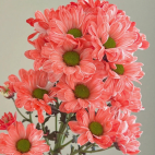 Toyoshima Carmine-Rouge Tinted Spray Chrysanthemum · Red