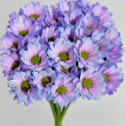 Toyoshima Dreamy Purple Tinted Spray Chrysanthemum · Purple & Lavender