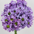Toyoshima Grape-Purple Tinted Spray Chrysanthemum · Purple & Lavender