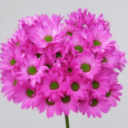 Toyoshima Magenta-Rose Tinted Spray Chrysanthemum · Pink & Blush