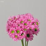 Toyoshima Pastel Pink Tinted Spray Chrysanthemum · Pink & Blush