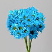 Toyoshima Royal Blue Tinted Spray Chrysanthemum · Blue