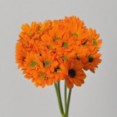 Toyoshima Sunset Orange Tinted Spray Chrysanthemum · Orange & Coral
