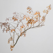 Autumn Orange-Red Smilax Berry Vine · Orange & Coral