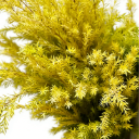 Chartreuse Yellow-Green Melaleuca Foliage · Green & Foliage