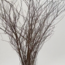 Dormant Spirea / Snow Willow Force-Blooming Branches · Vintage Coffee, Terracotta & Dark