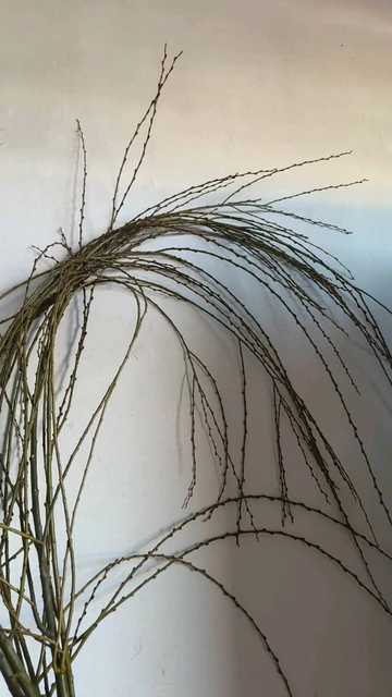 Fresh Green Weeping Willow Branches · Green & Foliage