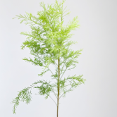 Green Melaleuca / Golden Tea Tree Foliage · Green & Foliage