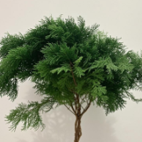 Hinoki Cypress / Oriental Thuja Evergreen Branches · Green & Foliage