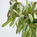 Hyacinth Bean / Ornamental Purple Lablab Pods · Purple & Lavender