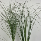 Maiden Grass / Fine Miscanthus Plumes · Green & Foliage