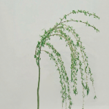 Natural Weeping Willow Wands / Flexible Stems · Green & Foliage