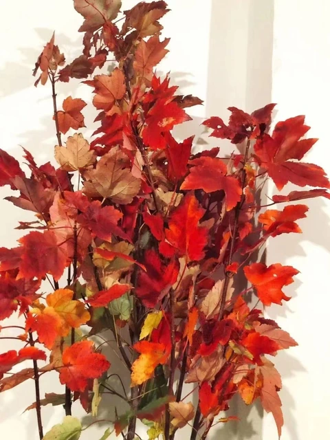 Red Japanese Maple Branches · Red