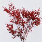Red Tinted Melaleuca / Tea Tree Branches · Red