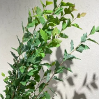 Reeves Spirea / Bridalwreath Foliage Branches · Green & Foliage