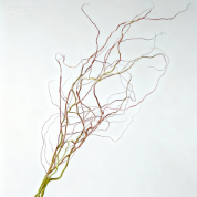 Short-Stem Golden Curly Willow Branches · Yellow & Gold