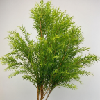 Short-Stem Green Melaleuca / Tea Tree Foliage · Green & Foliage