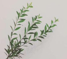 Thunberg Spirea / Snow Willow Green Branches · Green & Foliage
