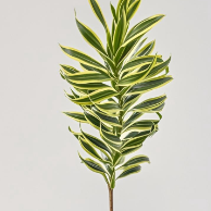 Variegated Song of India / Dracaena Reflexa Branches · Green & Foliage