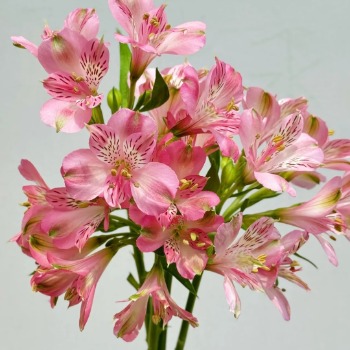 Angel Pink Cherub Blush Alstroemeria · Pink & Blush