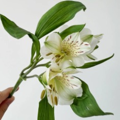 Creamy Ivory Alstroemeria · White & Cream