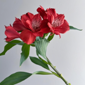 Crimson Red Alstroemeria · Red
