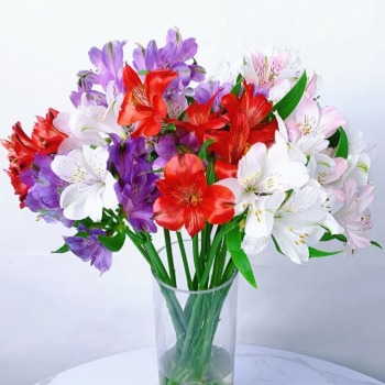 Haisheng Assorted Multi-Color Alstroemeria Mix · Bicolor & Multi-Color