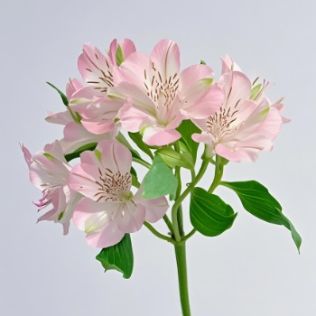 Haisheng Blush-Pink Alstroemeria · Pink & Blush