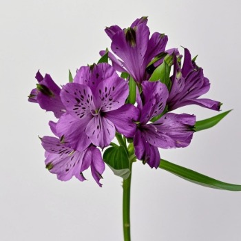Haisheng Deep Royal Purple Alstroemeria · Purple & Lavender
