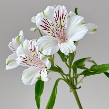 Haisheng White Alstroemeria · White & Cream