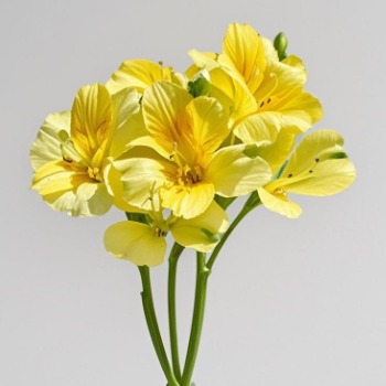 Haisheng Yellow Alstroemeria · Yellow & Gold
