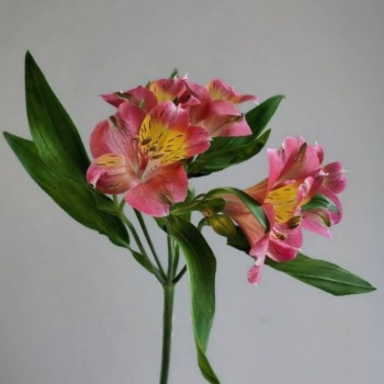 Hot Pink / Magenta Alstroemeria · Pink & Blush