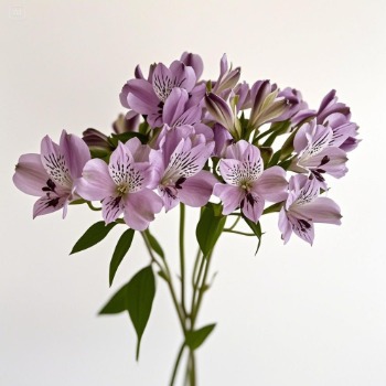 Lavender-Purple Alstroemeria · Purple & Lavender