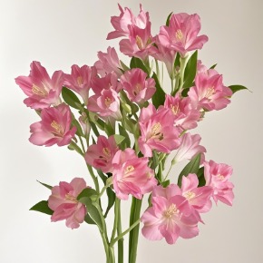 Peach-Pink Alstroemeria · Pink & Blush