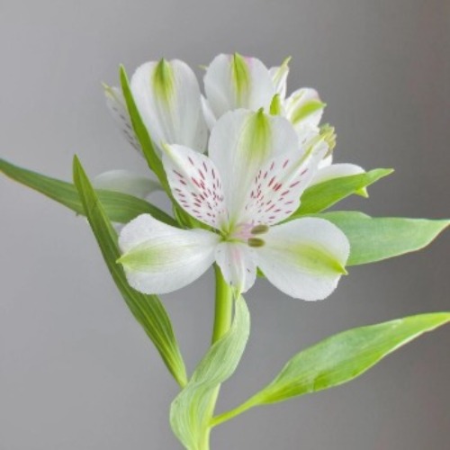 Pure White Alstroemeria Wholesale Pack · White & Cream