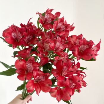Red Lace Frilled Crimson-White Alstroemeria · Red