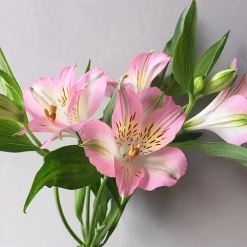 Romantic Pink Alstroemeria · Pink & Blush