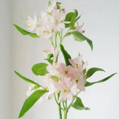 Soft Blush-Pink Alstroemeria · Pink & Blush