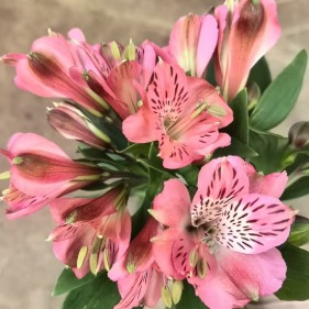 Spring Peach Pastel Apricot-Pink Alstroemeria · Champagne, Peach & Apricot