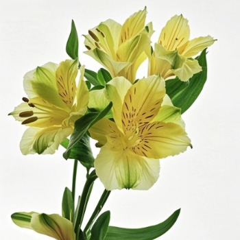 Sunny Golden-Yellow Alstroemeria · Yellow & Gold