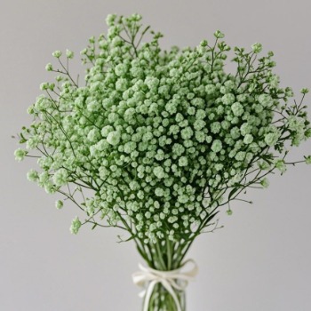 Apple-Green Tinted Baby's Breath / Gypsophila · Green & Foliage
