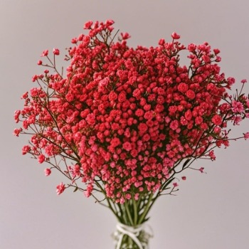 Festive Red Tinted Baby's Breath / Gypsophila · Red