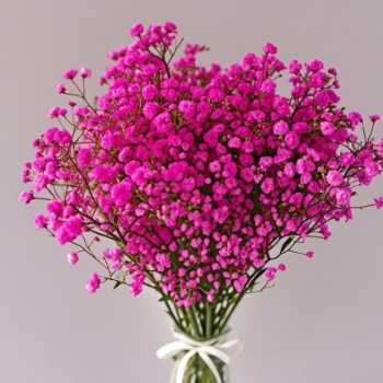 Hot Pink / Magenta Tinted Baby's Breath · Pink & Blush