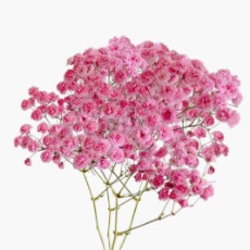 Pink Tinted Baby's Breath / Gypsophila · Pink & Blush